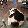 Maya participe au concours pour gagner de l'argent avec cette photo : animal, back_view, black_and_white, books, cabinet, cat, chair, cozy, domestic, floor, furniture, glass_table, house, indoor, jacket, living_room, pet, resting, table, wooden_floor