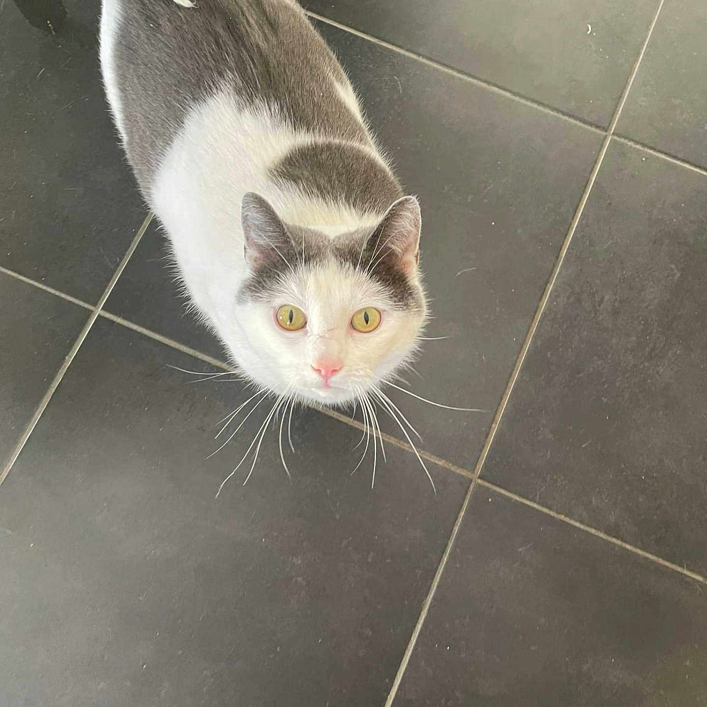 Maya participe au concours pour gagner de l'argent avec cette photo : abyssinian, angora, animal, cat, kitten, manx, pet, slate, tile