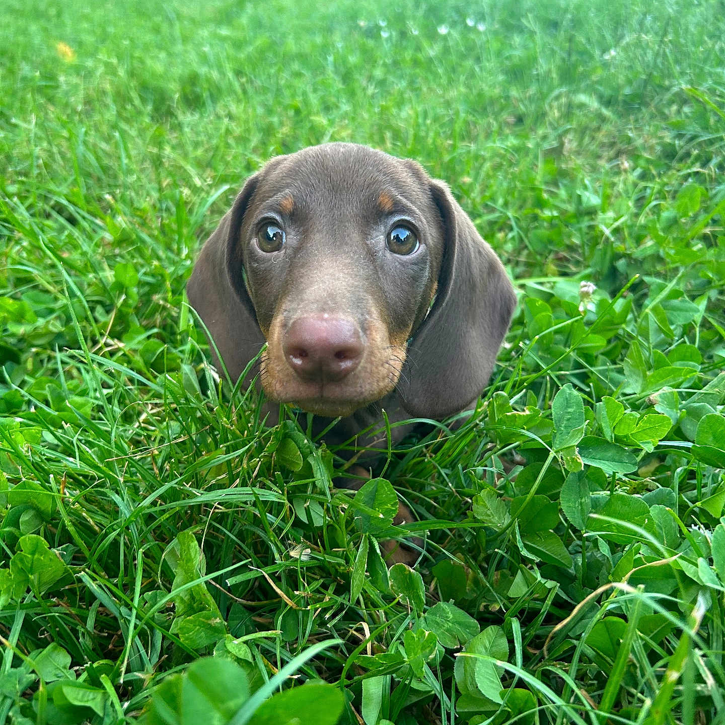 Barista a rejoint le concours — aidez-le/la à gagner de superbes lots ! puppy, dog, grass, greenery, outdoor, nature, cute, animal, pet, young, brown, ears, nose, eyes, field, closeup, adorable, curious, small, playful