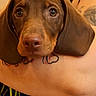 Barista a rejoint le concours — aidez-le/la à gagner de superbes lots ! puppy, dog, dachshund, brown_dog, pet, close_up, animal, cute, floppy_ears, portrait, indoor, person, tattoo, arm, holding, pet_owner, looking_at_camera, young_dog, adorable, domestic_animal