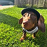 animal, beret, brown_coat, closeup, curious, cute, dachshund, dog, fence, floppy_ears, grass, greenery, harness, nature, outdoor, pet, playful, puppy, summer, sunlight