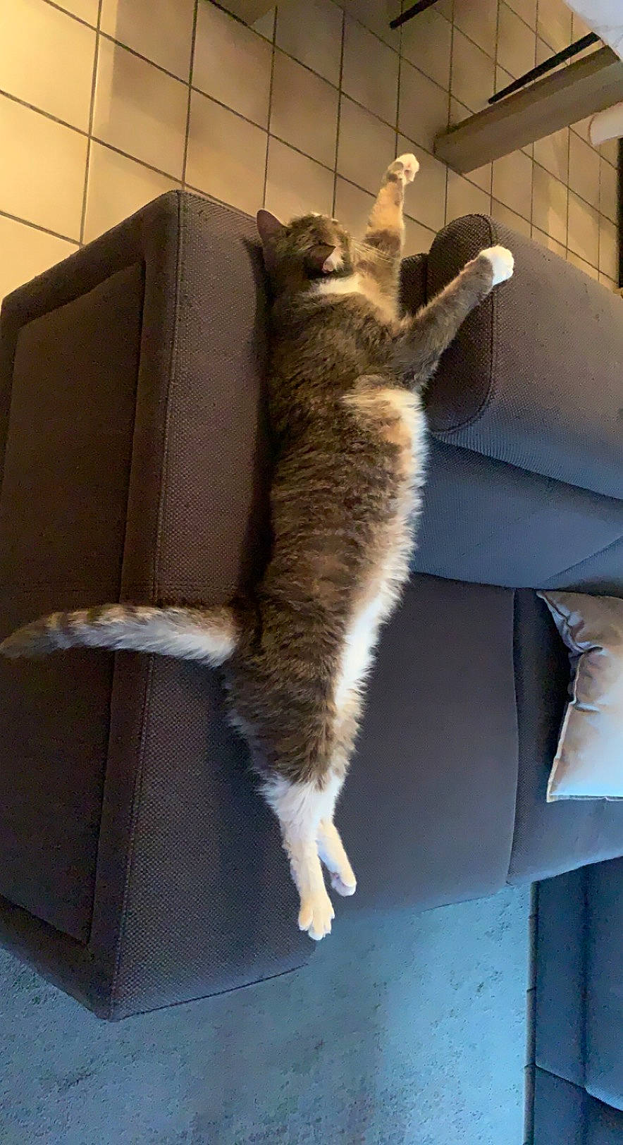 Tigrou participe au concours pour gagner de l'argent avec cette photo : canidae, cardboard, carnivore, cat, claw, comfort, domestic_short_haired_cat, fawn, felidae, fur, hardwood, paw, room, small_to_medium_sized_cats, table, tail, tree, whiskers, window, wood