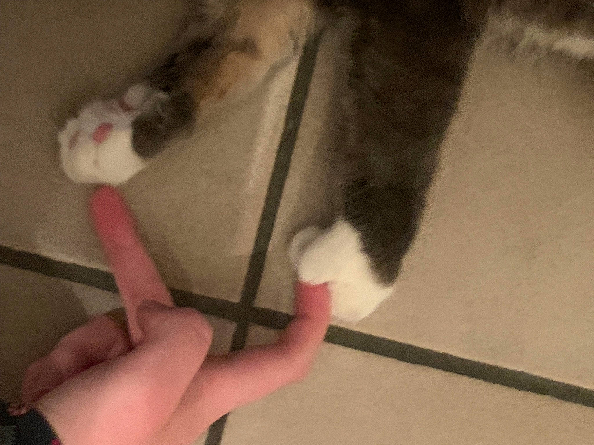 Tigrou participe au concours pour gagner de l'argent avec cette photo : carnivore, cat, claw, dog_breed, fang, felidae, foot, fur, gesture, hand, human_leg, nail, paw, small_to_medium_sized_cats, snout, tail, terrestrial_animal, thumb, toe, whiskers