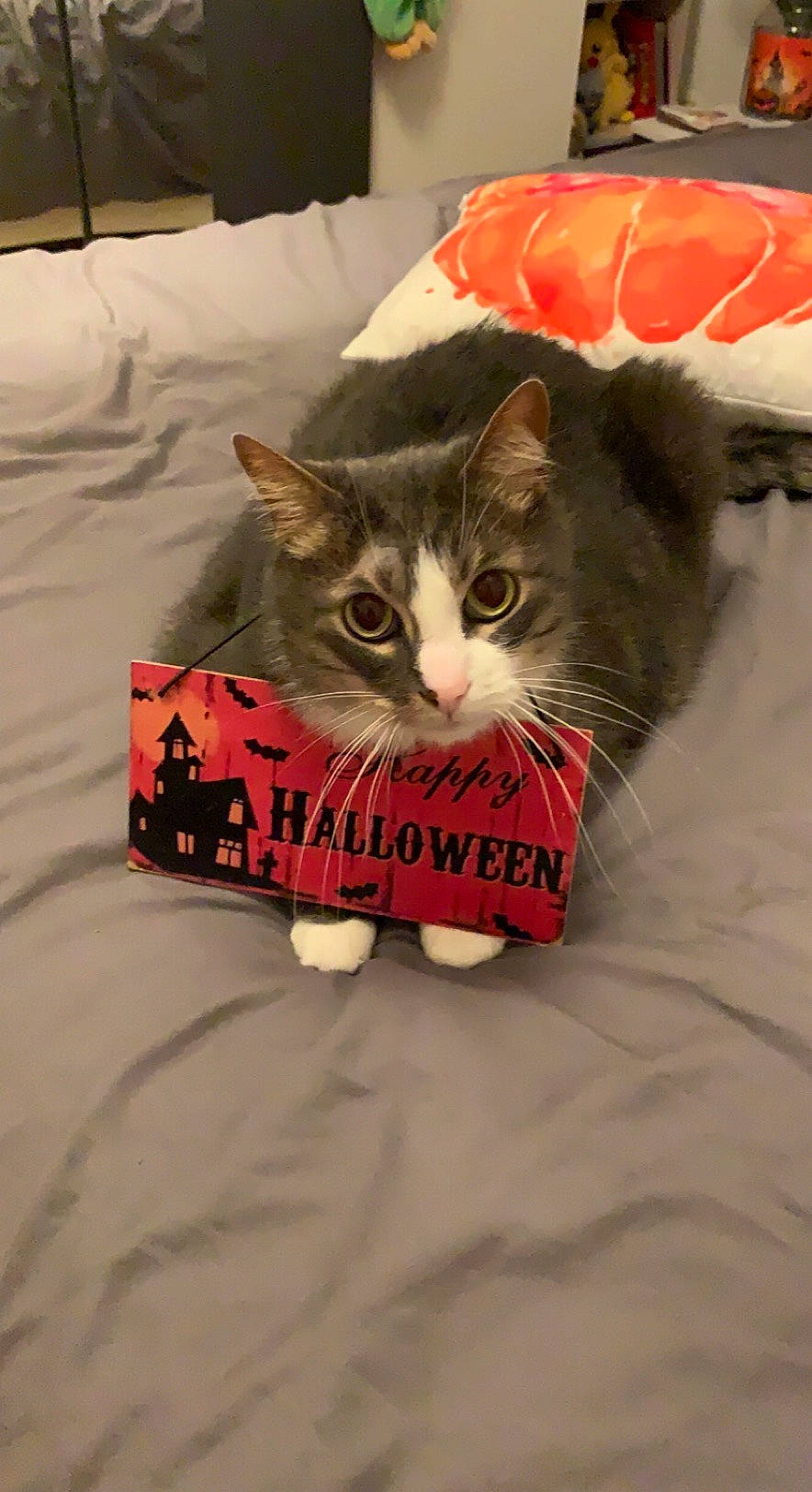 Tigrou participe au concours pour gagner de l'argent avec cette photo : box, carmine, carnivore, cat, cat_supply, comfort, domestic_short_haired_cat, fang, felidae, font, fur, linens, paw, pet_supply, photo_caption, small_to_medium_sized_cats, snout, tail, tree, whiskers