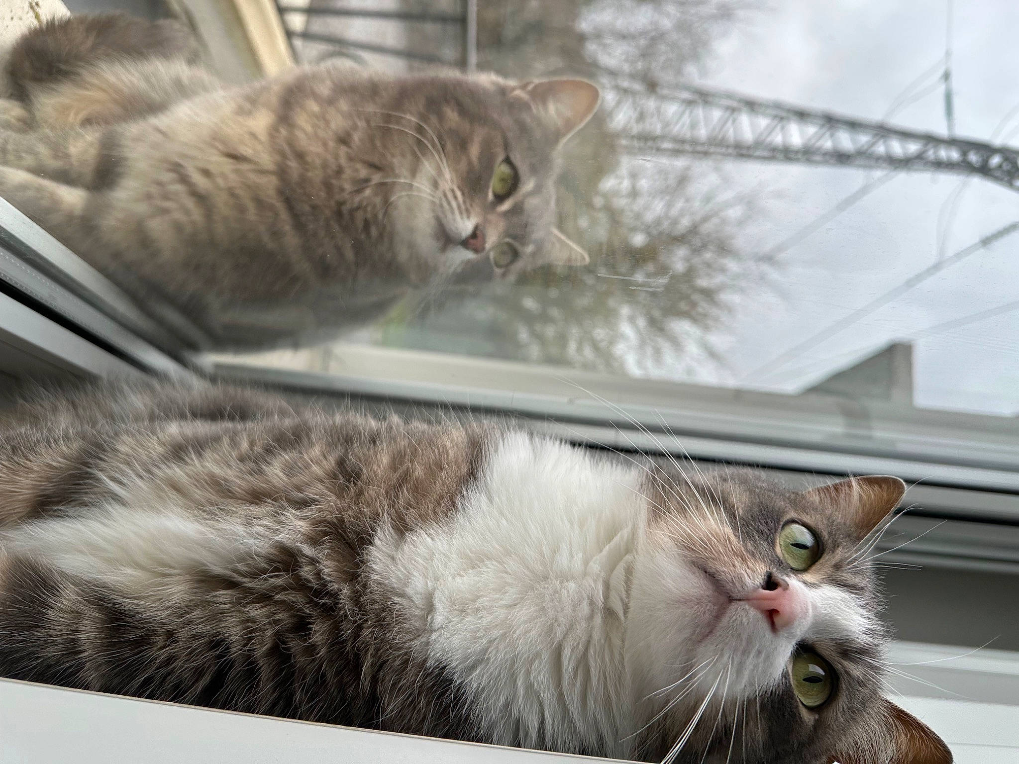 Lilo a rejoint le concours — aidez-le/la à gagner de superbes lots ! animal_shelter, carnivore, cat, domestic_short_haired_cat, felidae, fur, paw, small_to_medium_sized_cats, snapshot, snout, tail, terrestrial_animal, tree, whiskers, window