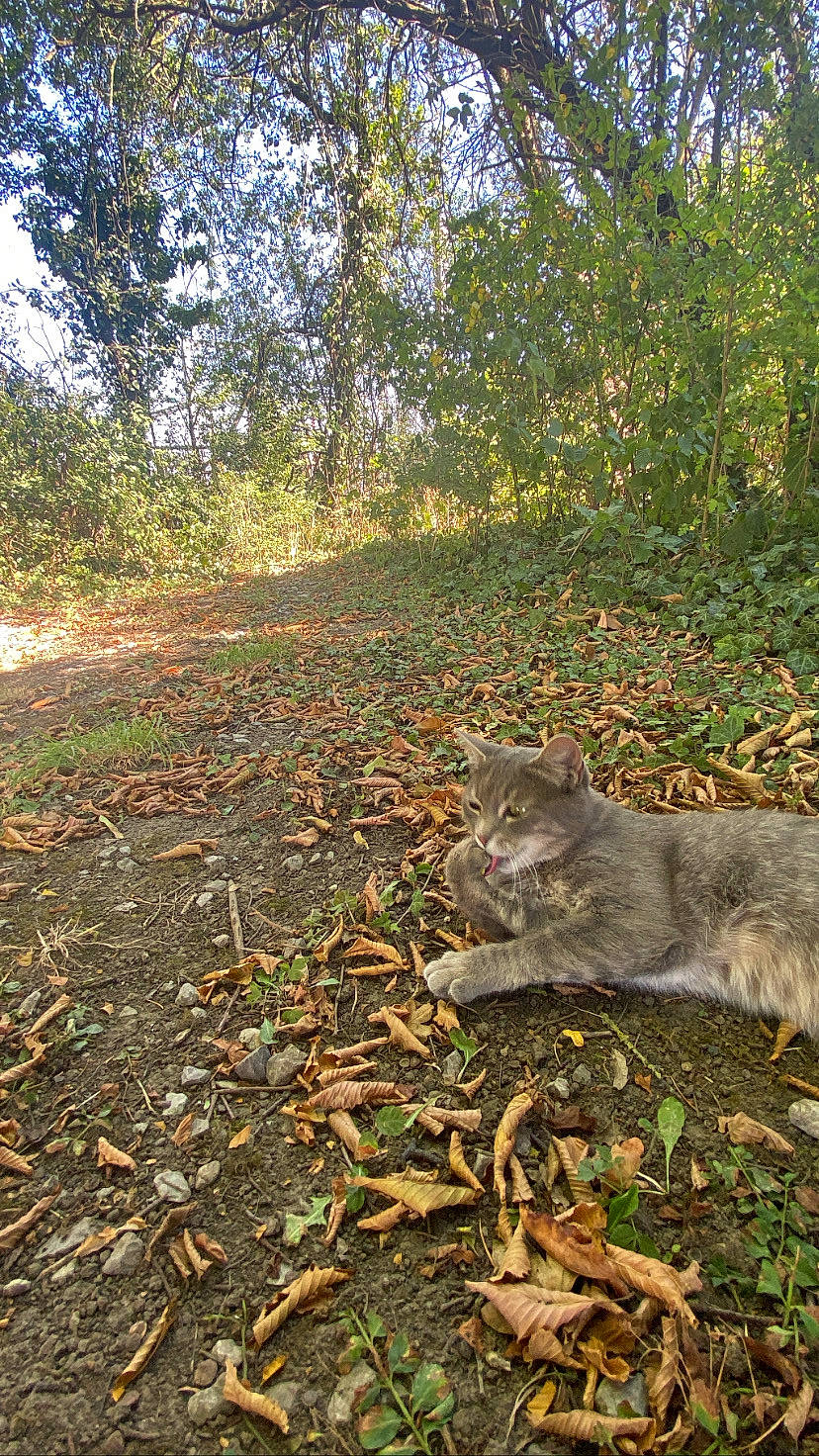 Lilo participe au concours pour gagner de l'argent avec cette photo : asphalt, carnivore, cat, eye, fawn, felidae, grass, groundcover, natural_landscape, plant, road_surface, small_to_medium_sized_cats, sunlight, tail, terrestrial_animal, tints_and_shades, tree, trunk, whiskers, wood