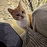 Severine a rejoint le concours — aidez-le/la à gagner de superbes lots ! animal, blanket, cat, cozy, curious, cute, ears, fabric, fairy_lights, furniture, home, indoor, orange_cat, pet, relaxation, soft_texture, twinkling_lights, warm_lighting, whiskers, white_cat
