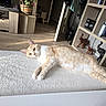 basket, bookshelf, cat, cozy, decor, domestic, elephant_figurine, furniture, home, indoor, living_room, lying_down, natural_light, orange_cat, pet, plant, relaxed, table, white_cat, wooden_floor