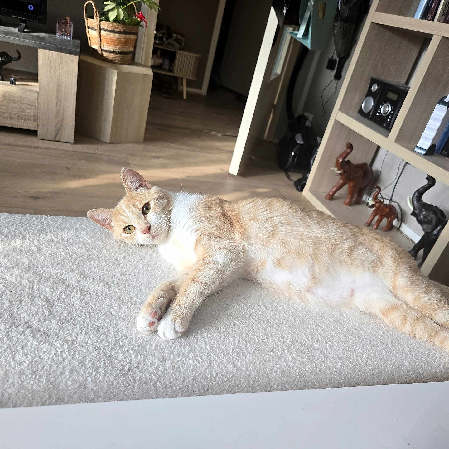 Severine a rejoint le concours — aidez-le/la à gagner de superbes lots ! basket, bookshelf, cat, cozy, decor, domestic, elephant_figurine, furniture, home, indoor, living_room, lying_down, natural_light, orange_cat, pet, plant, relaxed, table, white_cat, wooden_floor