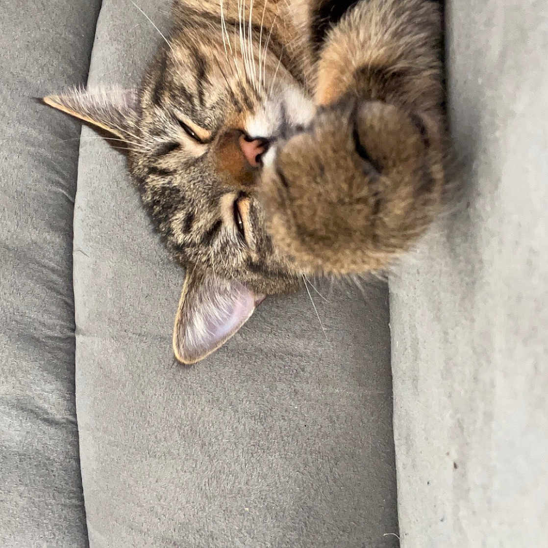 Tony