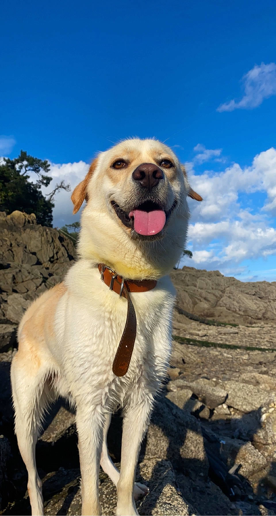 Rio participe au concours pour gagner de l'argent avec cette photo : adventure, canidae, carnivore, cloud, collar, companion_dog, cumulus, dog, dog_breed, dog_collar, fang, fawn, golden_retriever, gun_dog, happy, leash, recreation, retriever, sky, sporting_group