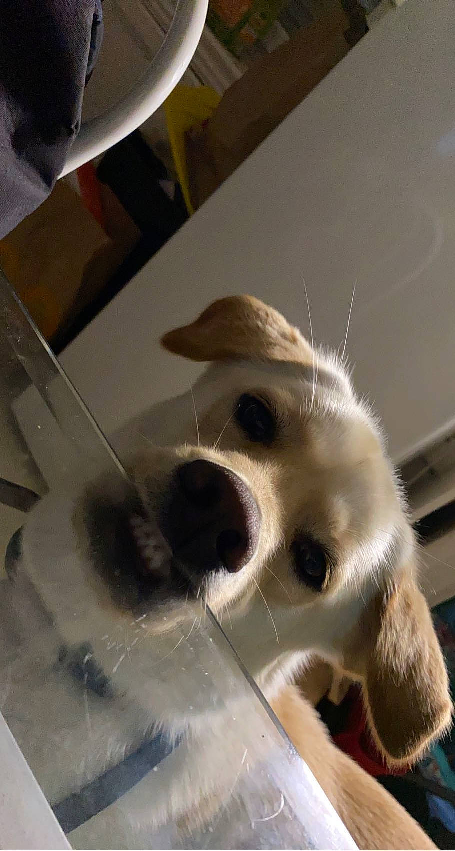 Rio participe au concours pour gagner de l'argent avec cette photo : aircraft, canidae, carnivore, companion_dog, dog, dog_breed, flooring, fur, non_sporting_group, paw, snout, sporting_group, terrier, toy_dog, whiskers, working_animal