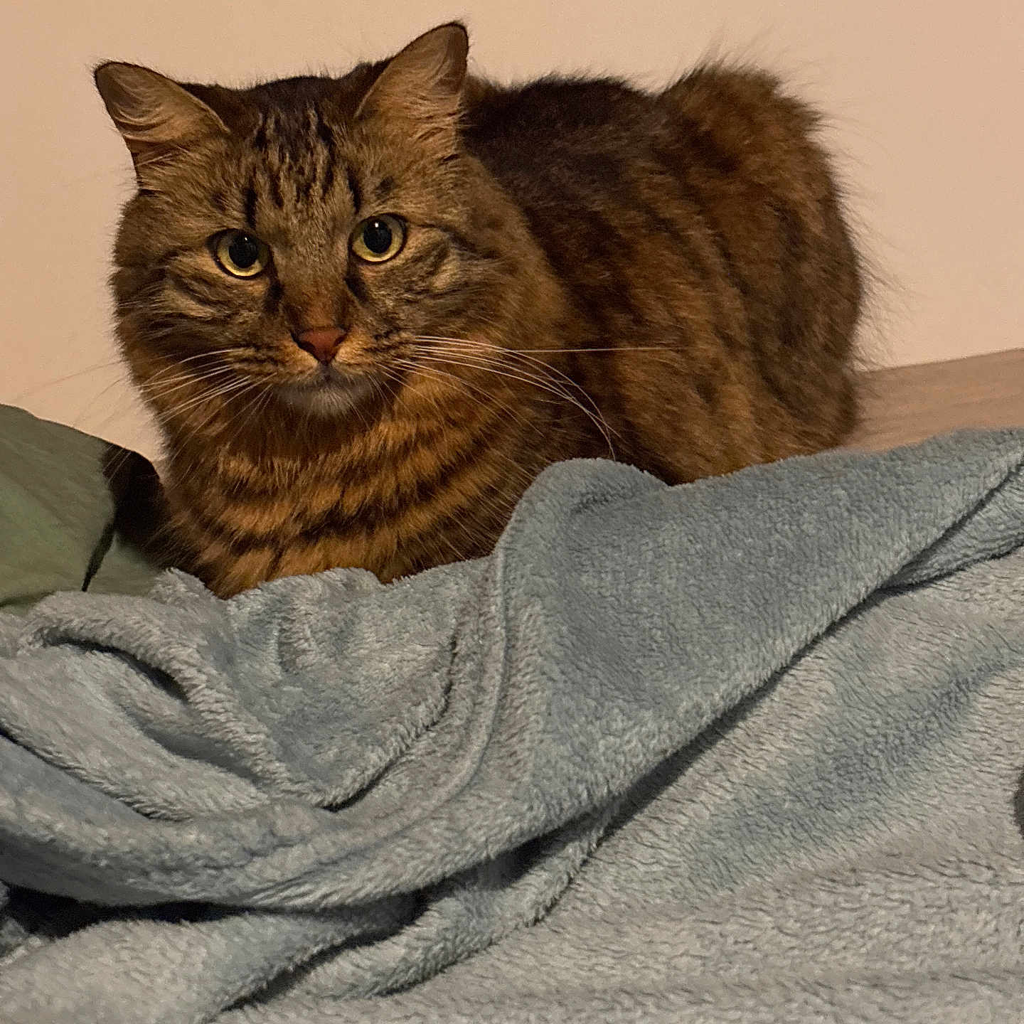Tao a rejoint le concours — aidez-le/la à gagner de superbes lots ! animal, blanket, cat, closeup, cozy, cute, domestic, ears, eyes, feline, fur, indoor, mammal, pet, portrait, resting, soft, striped, tabby, whiskers