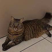 Tao participe au concours pour gagner de l'argent avec cette photo : cat, tabby_cat, pet, feline, indoor, tile_floor, beige_wall, stripes, fur, whiskers, paws, tail, eyes, looking_at_camera, lying_down, relaxed, portrait, home_interior, brown, cute