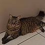 cat, tabby_cat, pet, feline, indoor, tile_floor, beige_wall, stripes, fur, whiskers, paws, tail, eyes, looking_at_camera, lying_down, relaxed, portrait, home_interior, brown, cute