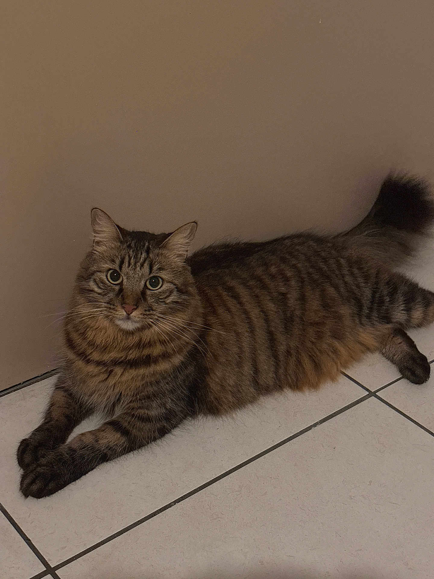 Tao participe au concours pour gagner de l'argent avec cette photo : cat, tabby_cat, pet, feline, indoor, tile_floor, beige_wall, stripes, fur, whiskers, paws, tail, eyes, looking_at_camera, lying_down, relaxed, portrait, home_interior, brown, cute