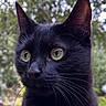 alert, animal, black_cat, bokeh, cat, close_up, curious, ears, eye_focus, feline, fur, mammal, nature, outdoor, pet, portrait, soft_background, whiskers, wildlife, yellow_eyes