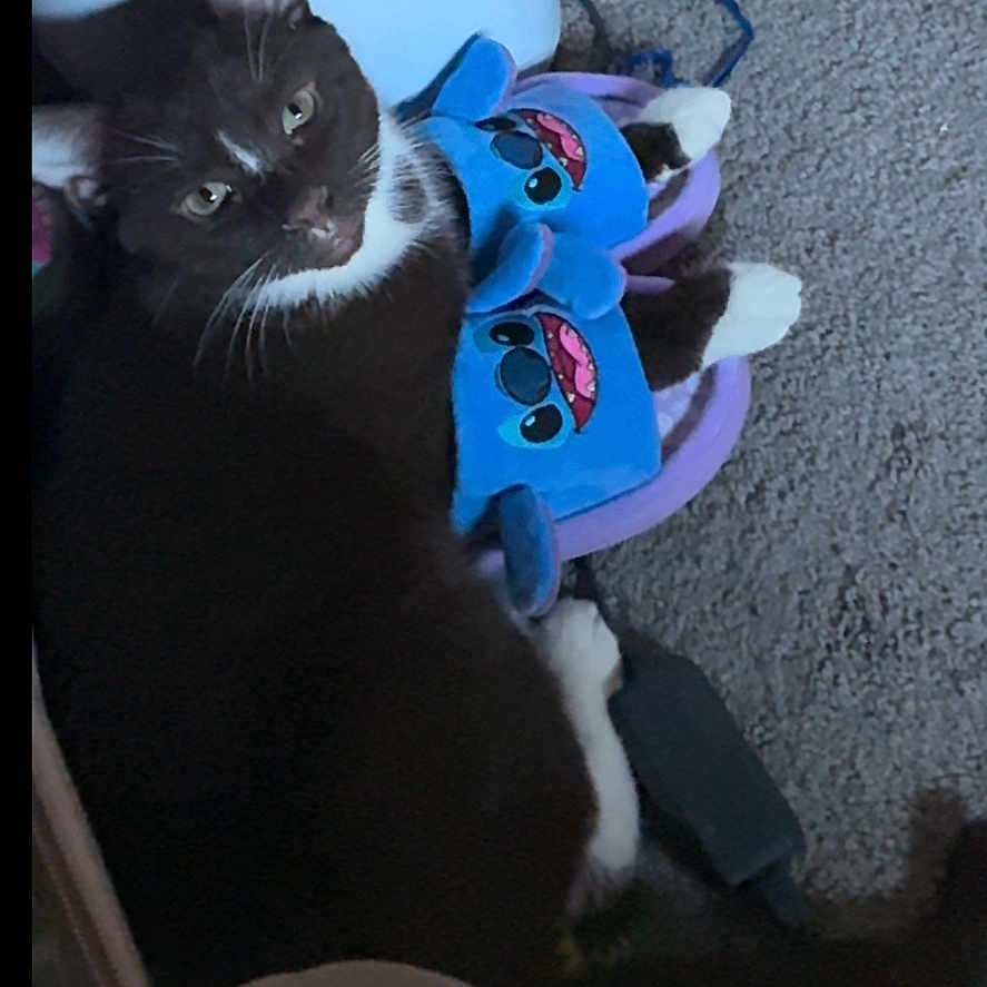 Kodi