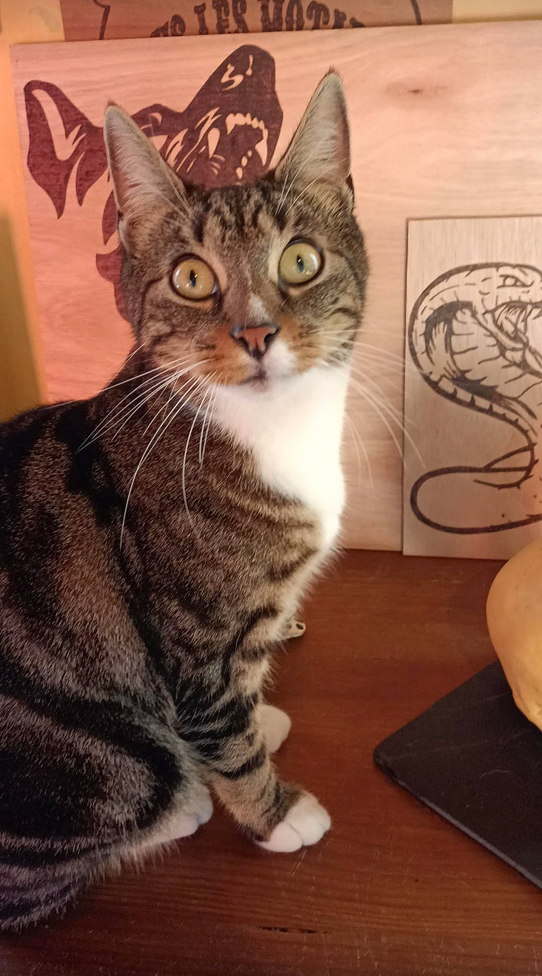 Zephyr a rejoint le concours — aidez-le/la à gagner de superbes lots ! art, carnivore, cat, comfort, domestic_short_haired_cat, felidae, fur, paw, sitting, small_to_medium_sized_cats, snout, tail, terrestrial_animal, visual_arts, whiskers, window