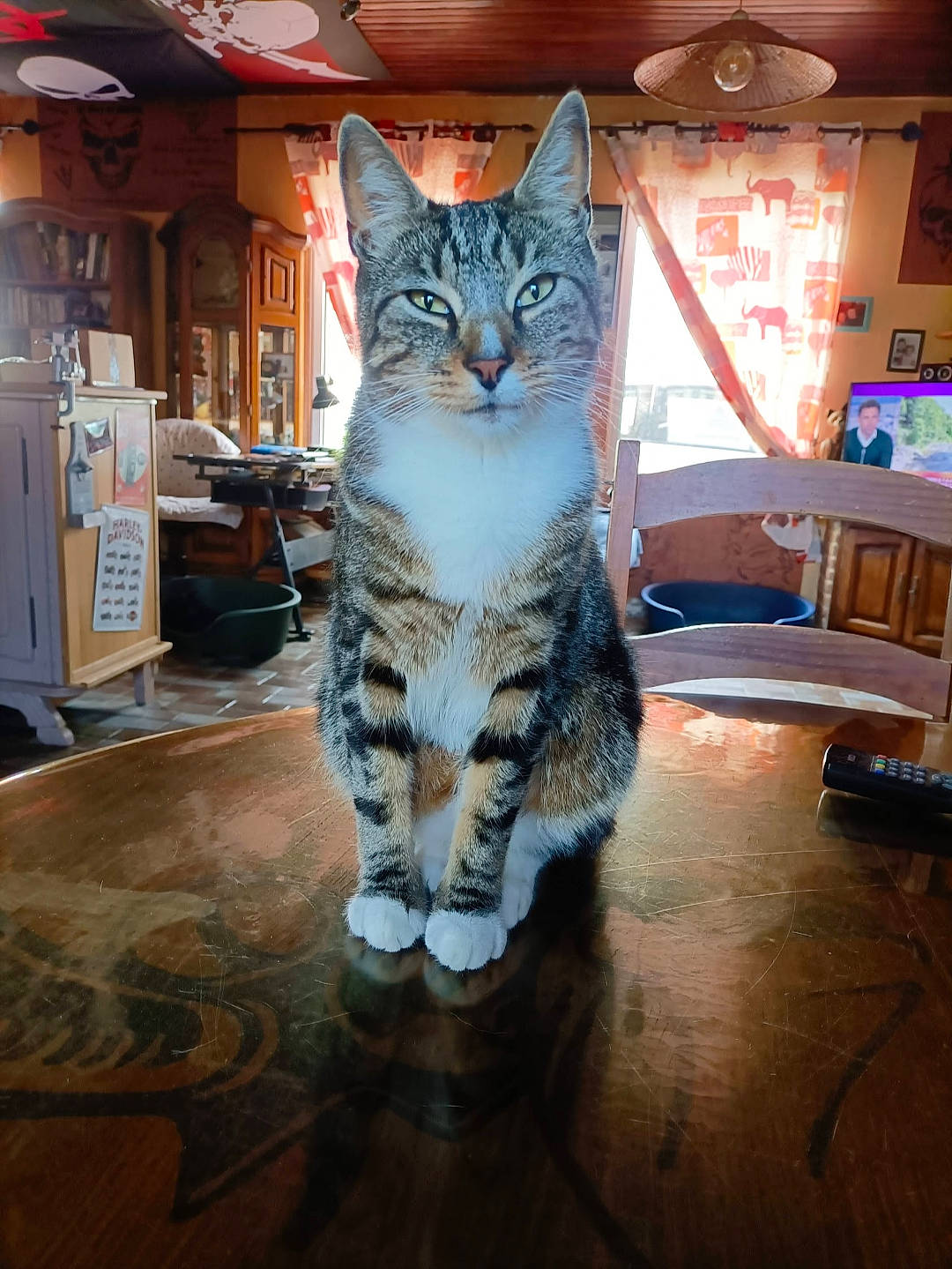 Zephyr participe au concours pour gagner de l'argent avec cette photo : carnivore, cat, domestic_short_haired_cat, door, felidae, floor, flooring, fur, hardwood, laminate_flooring, paw, room, small_to_medium_sized_cats, snout, tail, whiskers, wood, wood_flooring