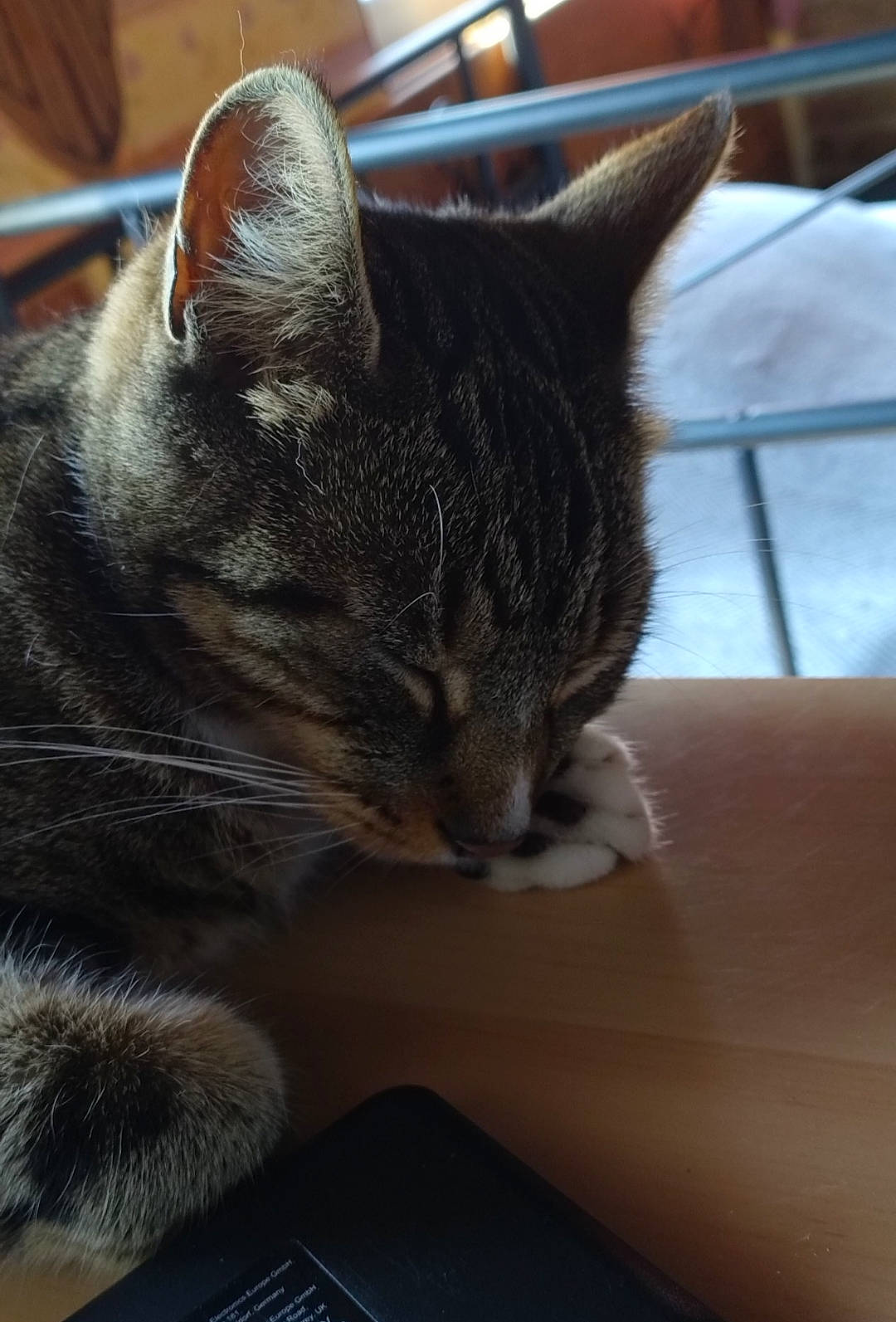 Zephyr a rejoint le concours — aidez-le/la à gagner de superbes lots ! carnivore, cat, claw, comfort, domestic_short_haired_cat, ear, felidae, fur, paw, small_to_medium_sized_cats, tail, terrestrial_animal, whiskers, window