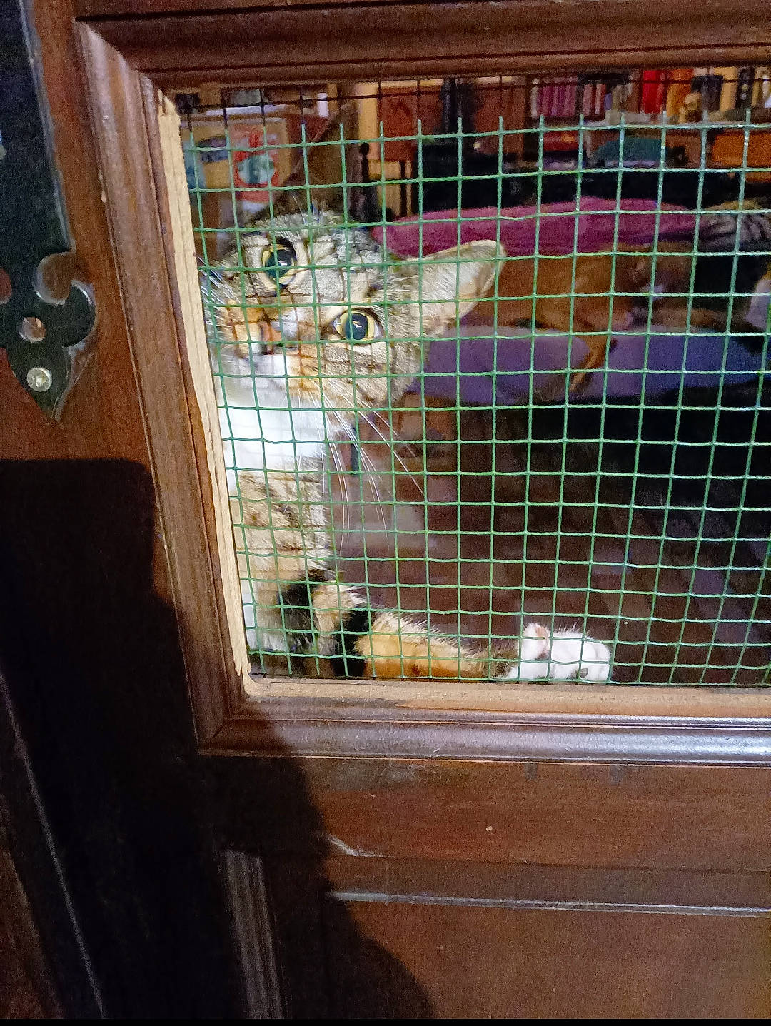 Zephyr a rejoint le concours — aidez-le/la à gagner de superbes lots ! animal_shelter, carnivore, cat, door, fawn, felidae, fence, flooring, home_door, house, mesh, metal, pet_supply, room, small_to_medium_sized_cats, snout, tints_and_shades, whiskers, window, wood