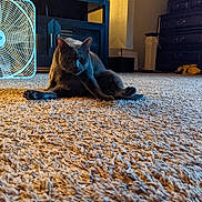 Ricky joined the competition — help win amazing prizes! cat, gray_cat, carpet, indoor, furniture, lamp, fan, pet, animal, curious, stretching, cozy, home, floor, domestic, living_room, feline, cute, relaxed, warm_lighting
