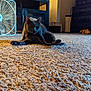 cat, gray_cat, carpet, indoor, furniture, lamp, fan, pet, animal, curious, stretching, cozy, home, floor, domestic, living_room, feline, cute, relaxed, warm_lighting