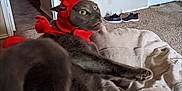 Ricky joined the competition — help win amazing prizes! cat, gray_cat, costume, red_costume, crab_costume, pet, indoor, bed, blanket, carpet, shoes, door, wall, home, furniture, animal, cute, funny, relaxed, looking_away