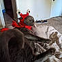 cat, gray_cat, costume, red_costume, crab_costume, pet, indoor, bed, blanket, carpet, shoes, door, wall, home, furniture, animal, cute, funny, relaxed, looking_away