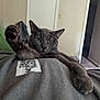 Ricky is registered to the contest to win money with this photo: cat, gray_cat, paw, indoor, relaxed, stretching, person, shirt, furniture, door, cozy, animal, pet, closeup, resting, green_eyes, whiskers, fur, living_room, casual