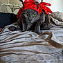 Ricky joined the competition — help win amazing prizes! cat, grey_cat, pet, costume, red_hat, crab_hat, bed, blanket, indoor, animal, funny, cute, green_eyes, looking_at_camera, soft_light, furniture, home, domestic_animal, unimpressed, cozy