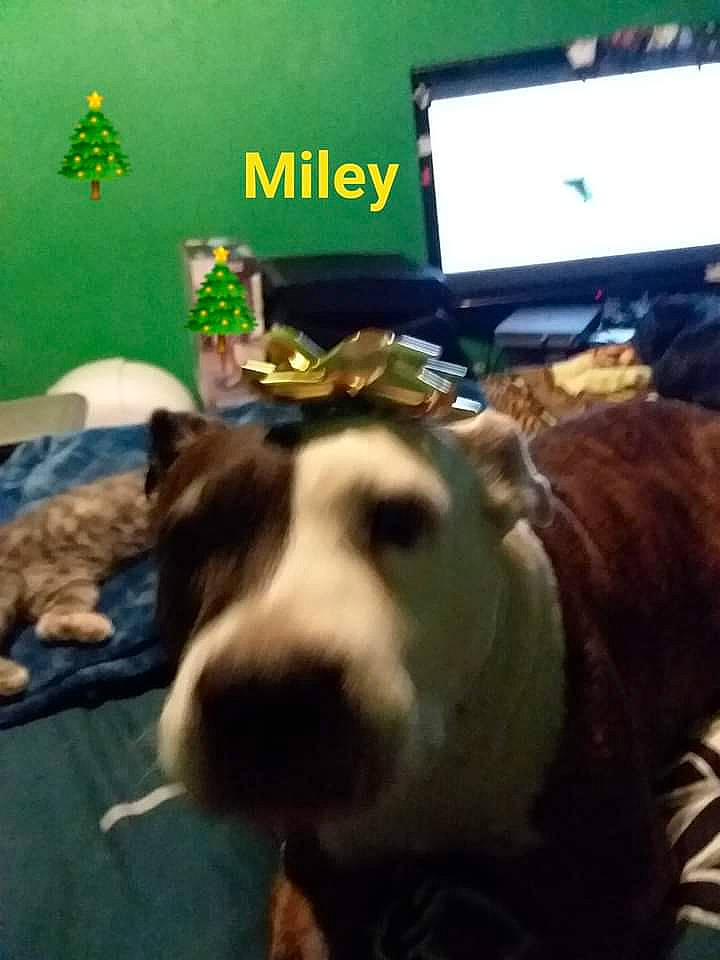 Miley is registered to the contest to win money with this photo: cable_television, canidae, carnivore, companion_dog, dog, dog_breed, fawn, flat_panel_display, flooring, fur, jaw, paw, sky, snout, sporting_group, tail, television, television_set, whiskers, working_animal