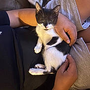 Biscuit is registered to the contest to win money with this photo: kitten, cat, black_and_white, pet, lap, hands, person, cozy, couch, relaxing, indoor, furry, cute, small, whiskers, curious, sitting, clothing, resting, domestic
