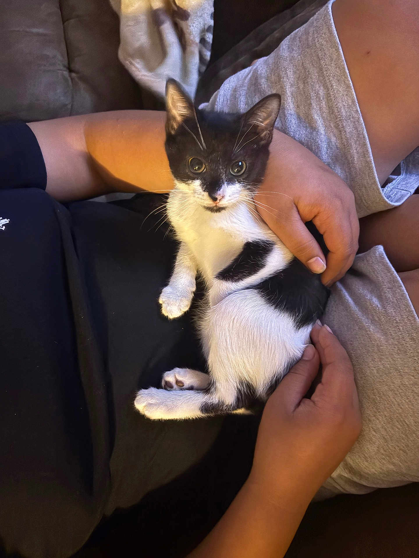 Biscuit is registered to the contest to win money with this photo: kitten, cat, black_and_white, pet, lap, hands, person, cozy, couch, relaxing, indoor, furry, cute, small, whiskers, curious, sitting, clothing, resting, domestic