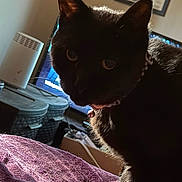Midnight is registered to the contest to win money with this photo: cat, black_cat, pet, feline, animal, portrait, closeup, whiskers, ears, eyes, fur, indoor, home, sunlight, shadow, basket, furniture, blanket, framed_art, sitting