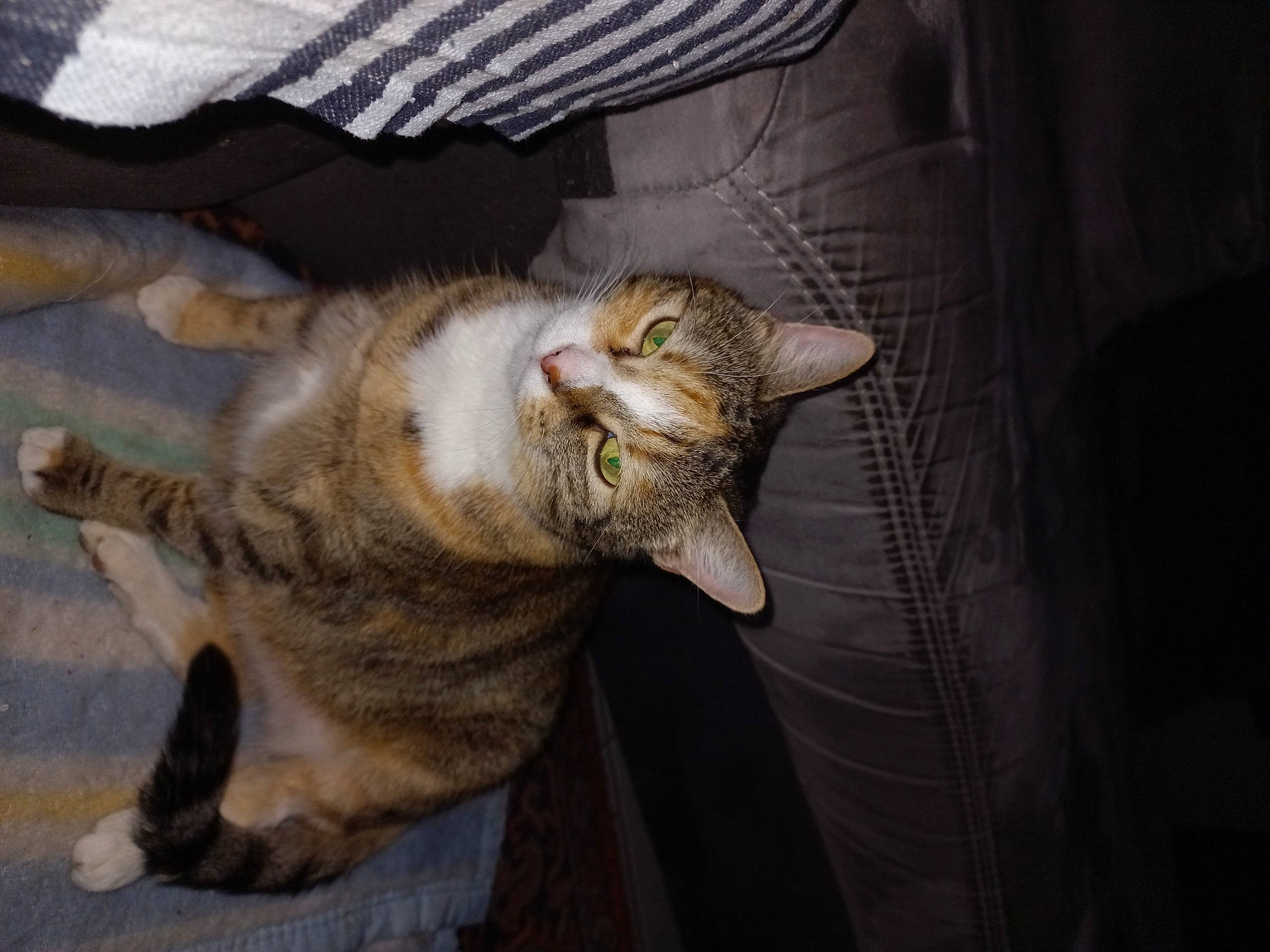 Zara a rejoint le concours — aidez-le/la à gagner de superbes lots ! carnivore, cat, claw, comfort, domestic_short_haired_cat, fawn, felidae, fur, paw, small_to_medium_sized_cats, snout, tail, terrestrial_animal, whiskers