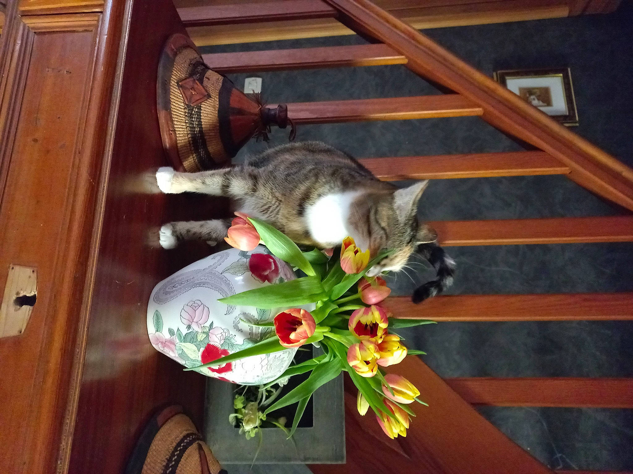 Zara participe au concours pour gagner de l'argent avec cette photo : carnivore, cat, domestic_short_haired_cat, felidae, flooring, flower, flowerpot, fur, hardwood, houseplant, plant, room, small_to_medium_sized_cats, tail, terrestrial_plant, tire, whiskers, wood, wood_stain