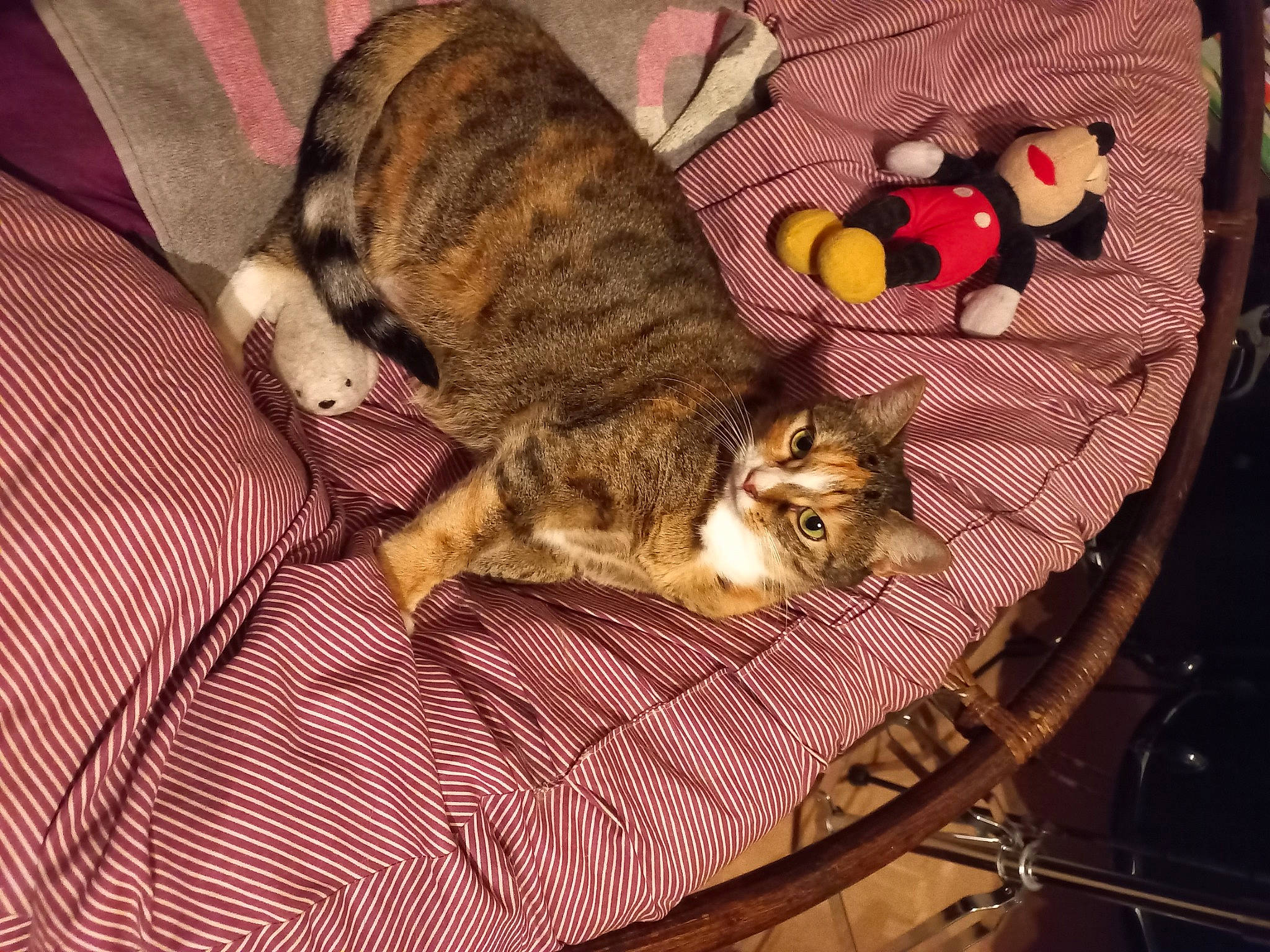 Zara participe au concours pour gagner de l'argent avec cette photo : canidae, carnivore, cat, claw, comfort, couch, dog_breed, domestic_short_haired_cat, fawn, felidae, fur, lap, nap, paw, small_to_medium_sized_cats, sporting_group, tail, textile, whiskers, wood