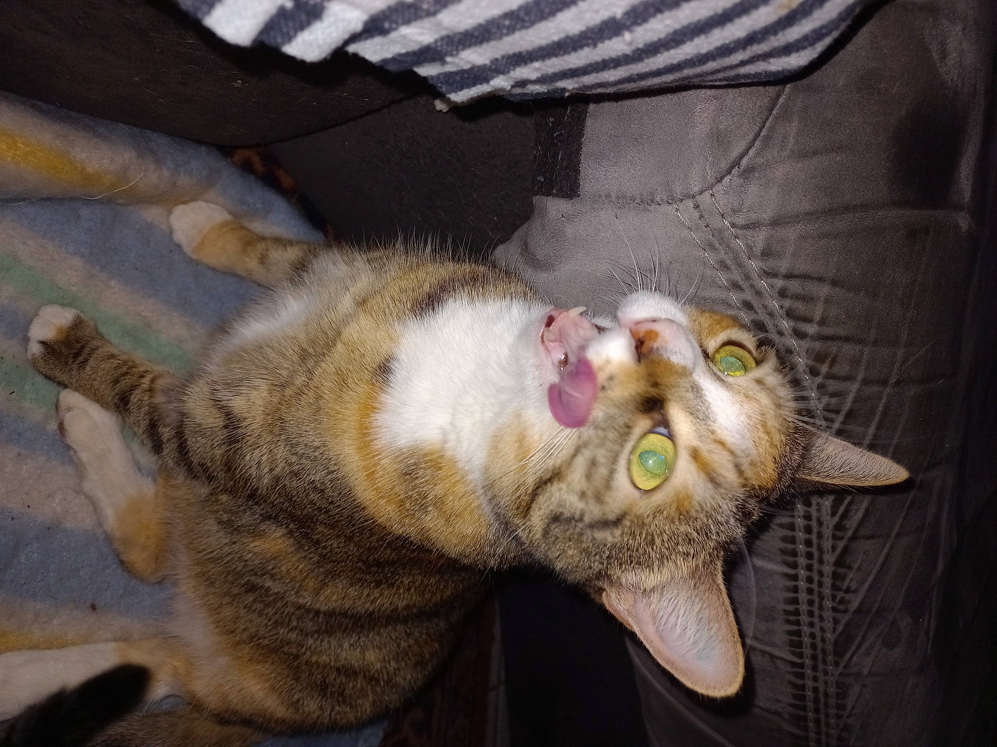 Zara participe au concours pour gagner de l'argent avec cette photo : carnivore, cat, claw, dog_breed, domestic_short_haired_cat, ear, fang, fawn, felidae, fur, paw, plant, small_to_medium_sized_cats, snout, tail, whiskers