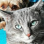 animal, blue_eyes, cat, close_up, companion, curious_dog, dog, ears, eyes, face, fur, gray_cat, indoor, looking, nose, peeking, pet, portrait, turquoise_background, whiskers