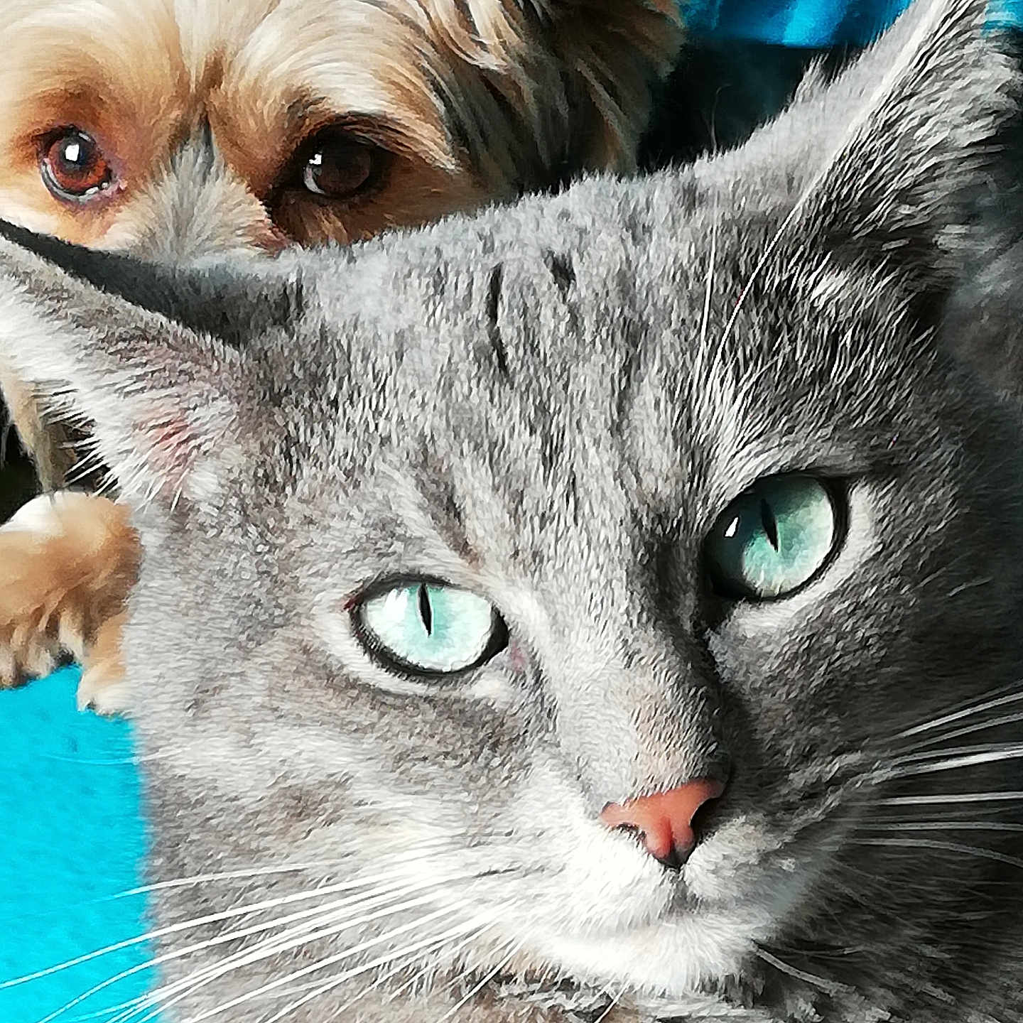 Hops a rejoint le concours — aidez-le/la à gagner de superbes lots ! animal, blue_eyes, cat, close_up, companion, curious_dog, dog, ears, eyes, face, fur, gray_cat, indoor, looking, nose, peeking, pet, portrait, turquoise_background, whiskers