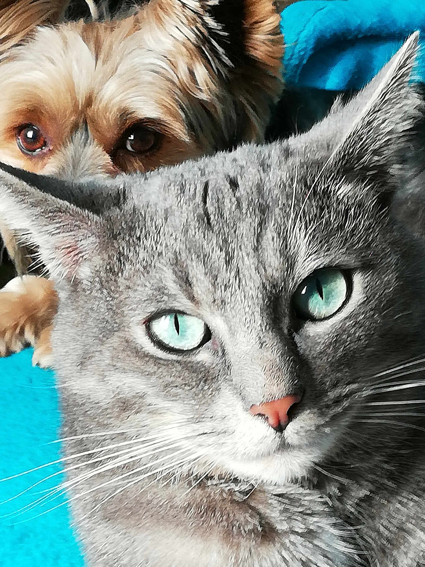 Hops a rejoint le concours — aidez-le/la à gagner de superbes lots ! animal, blue_eyes, cat, close_up, companion, curious_dog, dog, ears, eyes, face, fur, gray_cat, indoor, looking, nose, peeking, pet, portrait, turquoise_background, whiskers