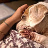 animal, blanket, bond, close_up, comfort, compassion, cozy, dog, fur, hand, human, indoor, pattern, paw, pet, relaxation, resting, sleeping, soft_texture, warm