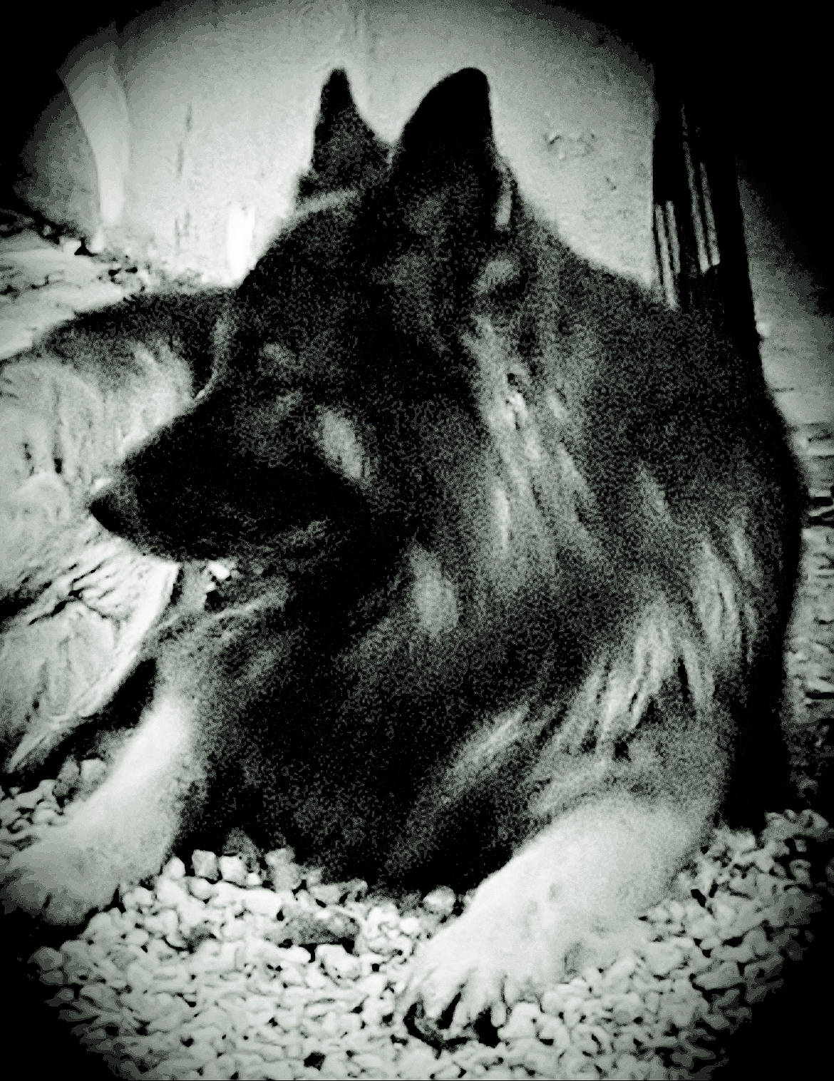 Camaro a rejoint le concours — aidez-le/la à gagner de superbes lots ! black, black_and_white, canis, carnivore, cloud, darkness, dog, dog_breed, felidae, fur, grey, monochrome, monochrome_photography, small_to_medium_sized_cats, snout, sporting_group, still_life_photography, style, whiskers, wolf