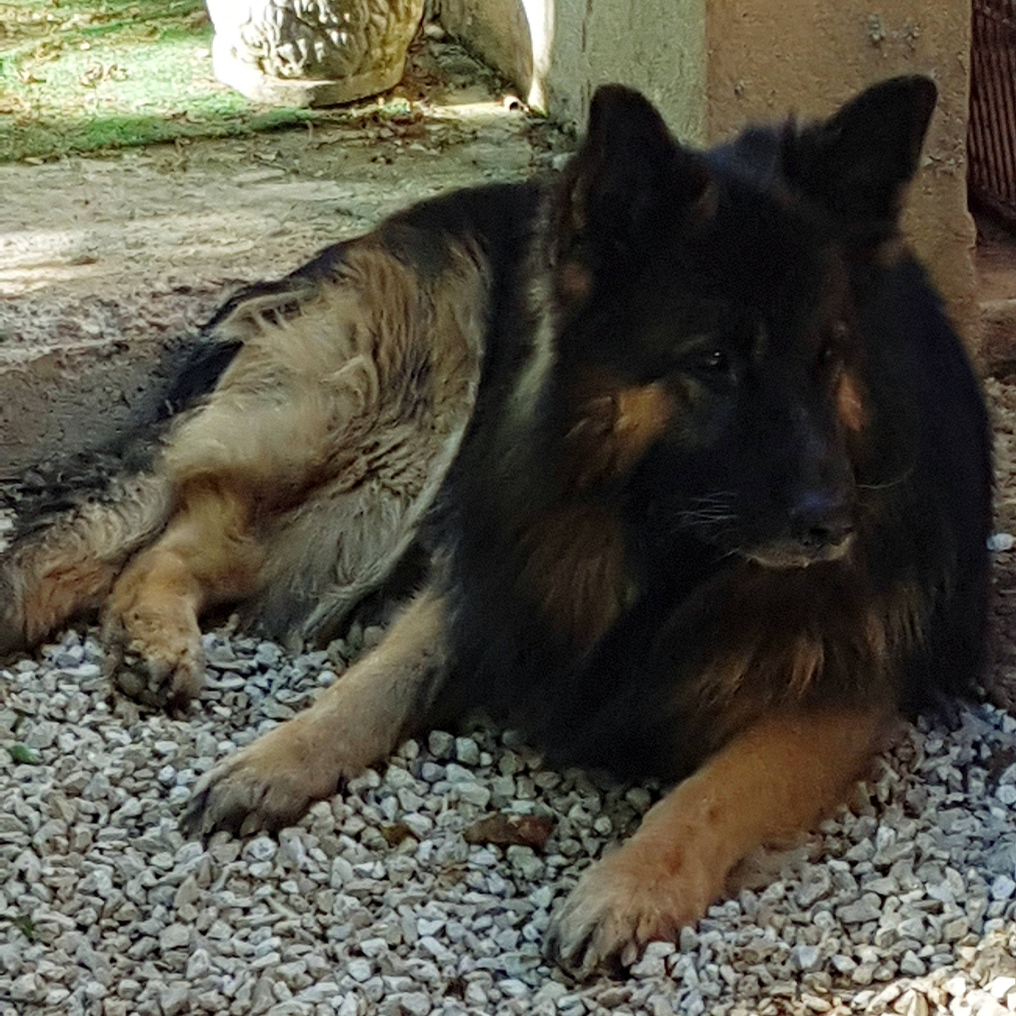 Camaro participe au concours pour gagner de l'argent avec cette photo : big_cats, canidae, canis, carnivore, dog_breed, fawn, felidae, fur, grass, small_to_medium_sized_cats, soil, sporting_group, tail, terrestrial_animal, whiskers, wildlife, working_dog