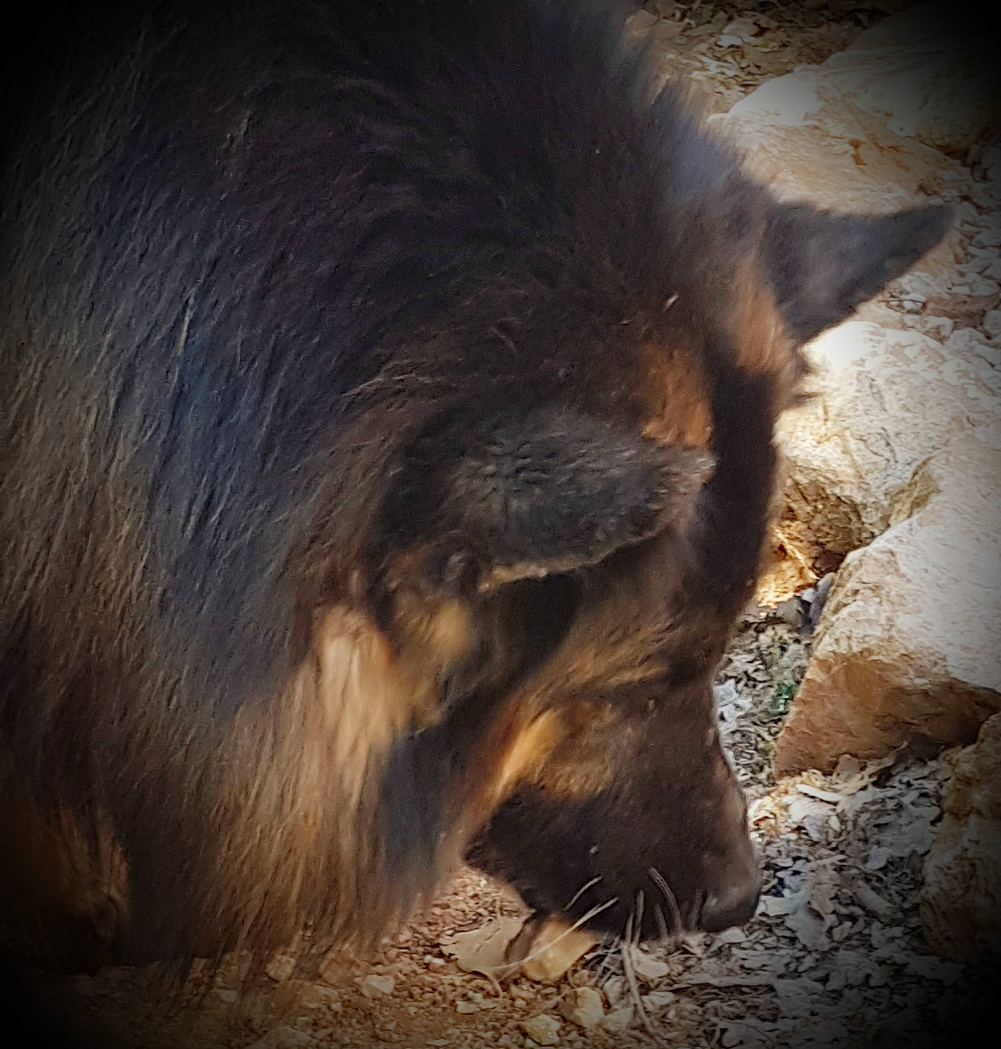 Camaro participe au concours pour gagner de l'argent avec cette photo : canidae, carnivore, claw, cloud, dog_breed, fawn, foot, fur, heat, livestock, paw, sky, suidae, tail, terrestrial_animal, tints_and_shades, whiskers, wood, zoo