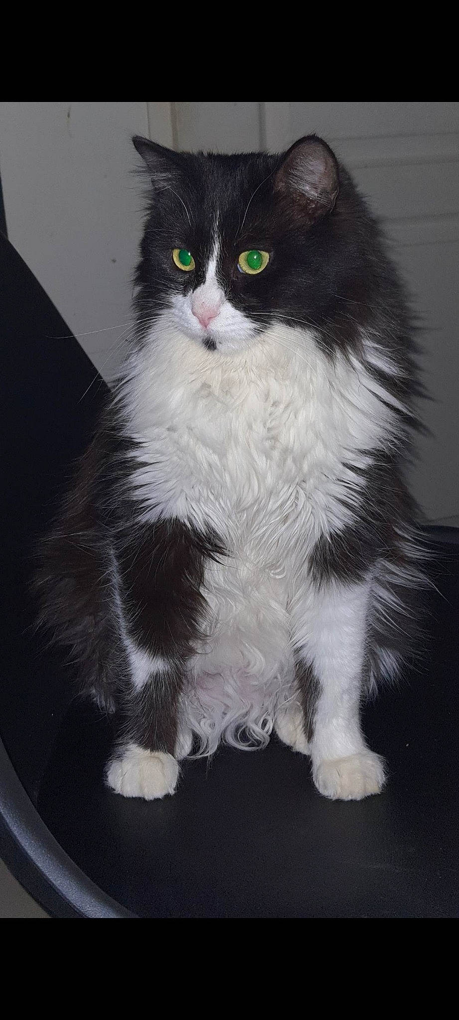 Lili a rejoint le concours — aidez-le/la à gagner de superbes lots ! automotive_tire, british_longhair, carnivore, cat, claw, domestic_short_haired_cat, eye, felidae, foot, formal_wear, fur, iris, monochrome_photography, paw, sitting, small_to_medium_sized_cats, snout, tail, terrestrial_animal, whiskers