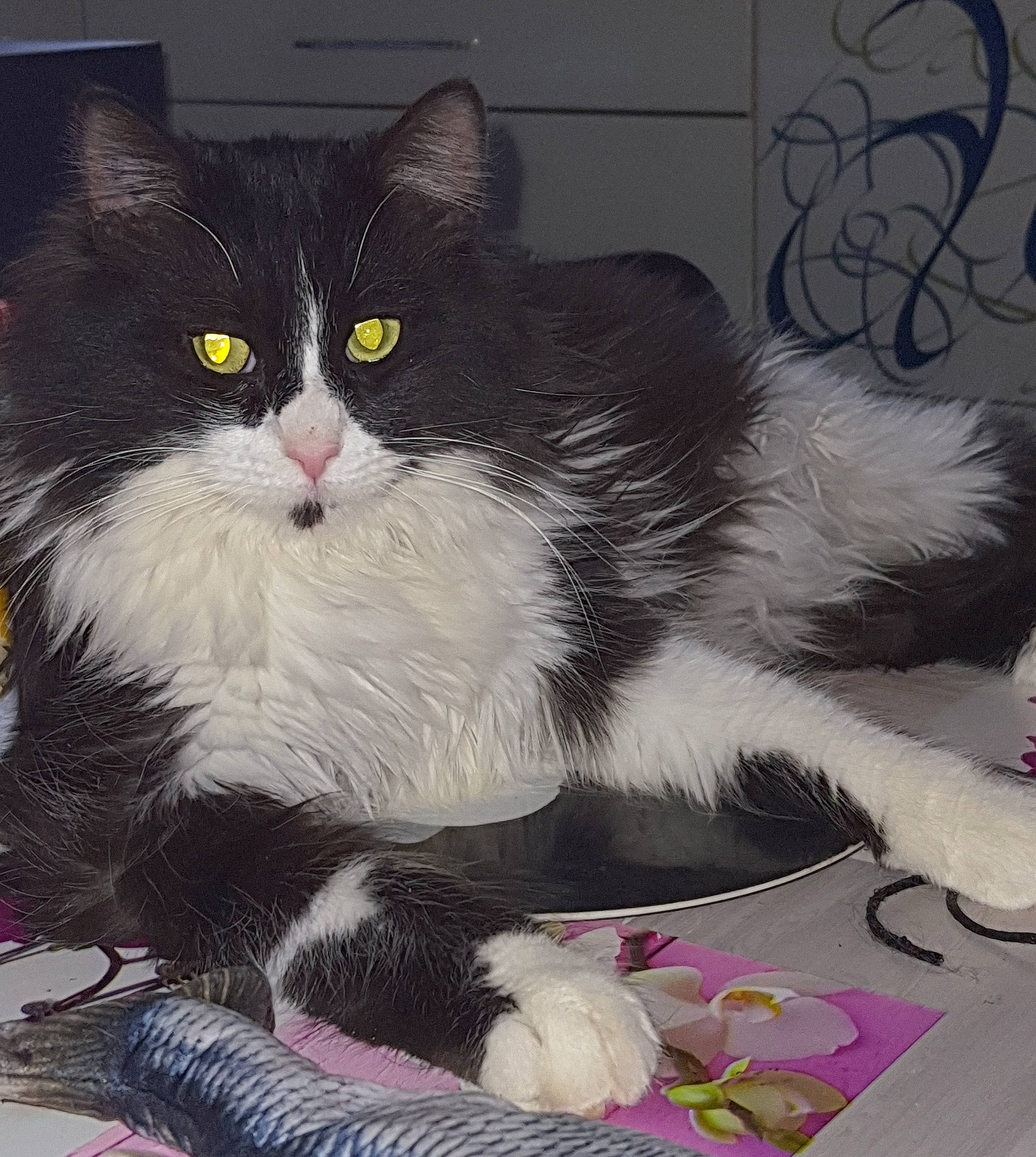 Lili participe au concours pour gagner de l'argent avec cette photo : art, black_cat, carnivore, cat, claw, comfort, domestic_short_haired_cat, felidae, formal_wear, fur, lap, paw, sitting, small_to_medium_sized_cats, tail, whiskers