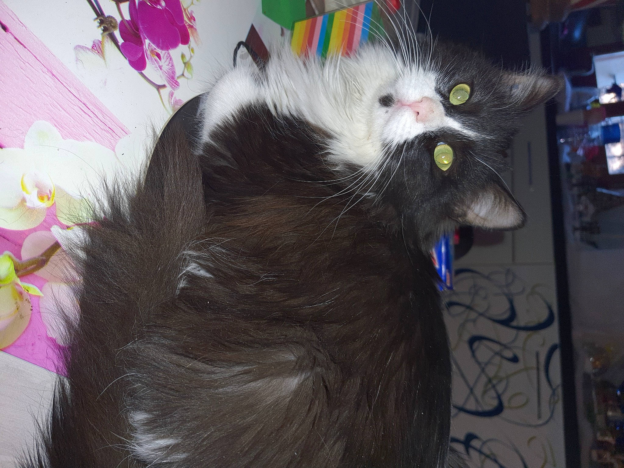 Lili participe au concours pour gagner de l'argent avec cette photo : black_cat, carnivore, cat, cat_toy, claw, collar, domestic_short_haired_cat, ear, felidae, fur, natural_material, paw, plant, small_to_medium_sized_cats, snout, tail, whiskers